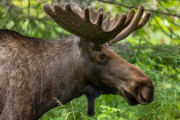 Anchorage Moose, Wildlife, Alaska Wildlife