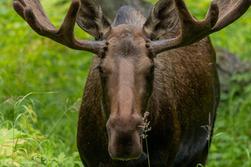 Alaska Bull Moose in Anchorage Alaska, Wildlife, Mammal, Antlers