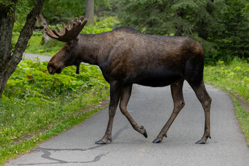 Fototapeta premium Moose Crossing Street in Alaska, Wildlife Crossing, Moose in North, United States Wild Moose