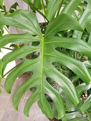 Obraz premium Monstera Deliciosa, the Swiss cheese plant, Split-leaf Philodendron