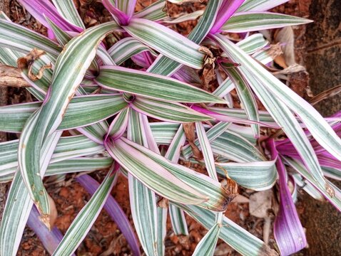 Tradescantia Spathacea, tanaman Tiram, Boatlily, Moses-in-the-cradle
