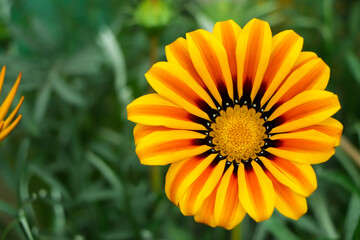 Orange gazania flower closeup with copy space