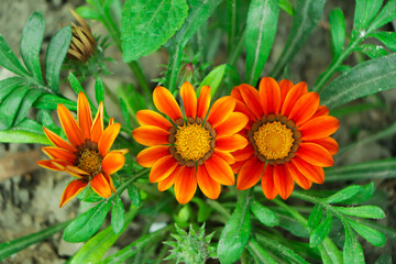Bloom of orange gazania flower in the garden