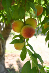 Fresh young unripe Peach fruits on a tree branch with leaves closeup, A bunch of unripe Peaches on a branch, beautiful delicious fruit peaches on the tree, peach fruits grow on a peach tree branch