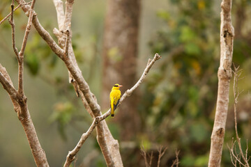 Black-naped oriole (Oriolus chinensis celebensis) is a passerine bird in the oriole family that is found in many parts of Asia. This photo was taken in Tangkoko National Park, Sulawesi island, Indones