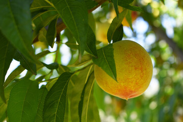 Fresh young unripe Peach fruits on a tree branch with leaves closeup, A bunch of unripe Peaches on a branch, beautiful delicious fruit peaches on the tree, peach fruits grow on a peach tree branch