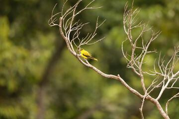 Black-naped oriole (Oriolus chinensis celebensis) is a passerine bird in the oriole family that is found in many parts of Asia. This photo was taken in Tangkoko National Park, Sulawesi island, Indones