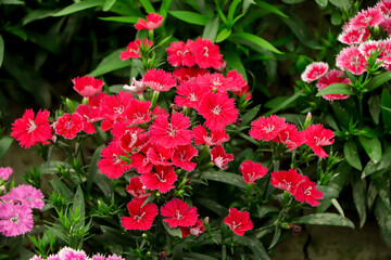 Red pink dianthus flower bloom in garden