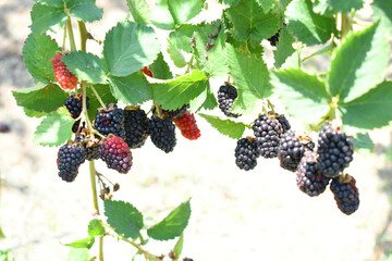 Natural food - fresh ripe blackberries in a garden. Bunch of ripe blackberry fruit - Rubus...