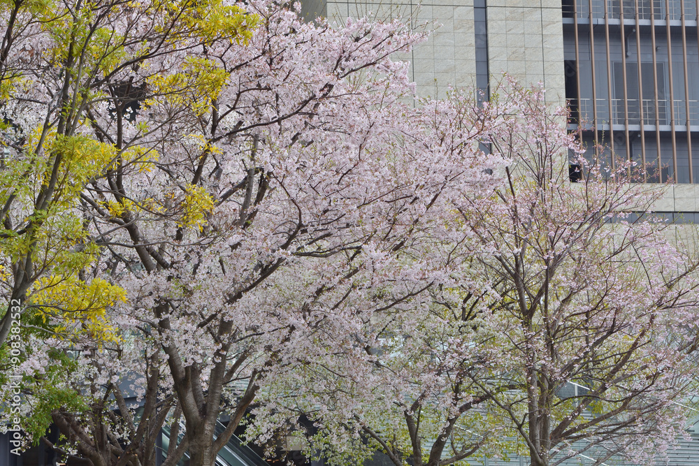 Wall mural グランフロントの桜