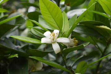 White little flower on orange tree, Blossoming orange tree flowers, closeup of Orange tree branches with white flowers, buds and leaves, Chakwal, Punjab, Pakistan
