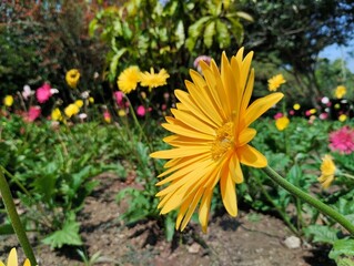 View of the Barberton daisy blooming against the backdrop of a colorful flower garden