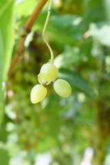 Close up of grapes hanging on Vine, Hanging grapes. Grape farming. Grapes farm. Tasty green grape bunches hanging on branch. Grapes With Selective Focus on the subject, Chakwal, Punjab, Pakistan