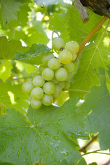 Close up of grapes hanging on Vine, Hanging grapes. Grape farming. Grapes farm. Tasty green grape bunches hanging on branch. Grapes With Selective Focus on the subject, Chakwal, Punjab, Pakistan