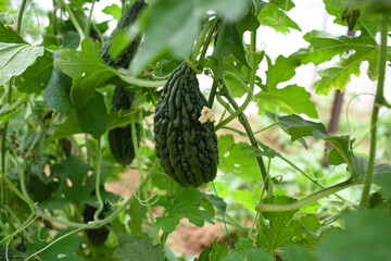 Bitter gourd or Green Bitter gourd hanging from a tree on a vegetable farm, ripe bitter gourd hanging from its vine within a greenhouse environment, Vegetable farm. Agriculture. Bitter gourd plant