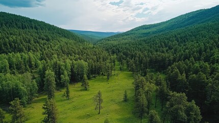 Obraz premium Aerial top view of lush green forest and dense trees in rural Altai, captured from a drone to showcase the expansive natural landscape