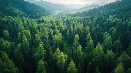 Obraz premium Aerial top view of lush green forest and dense trees in rural Altai, captured from a drone to showcase the expansive natural landscape