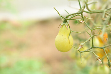 yellow cherry tomatoes on plant, Beautiful yellow ripe tomatoes grown in a greenhouse. Close up yellow cherry tomato growing in field plant agriculture farm, tomatoe, Chakwal, Punjab, Pakistan