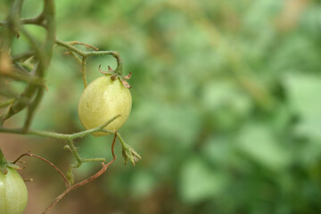 yellow cherry tomatoes on plant, Beautiful yellow ripe tomatoes grown in a greenhouse. Close up yellow cherry tomato growing in field plant agriculture farm, tomatoe, Chakwal, Punjab, Pakistan
