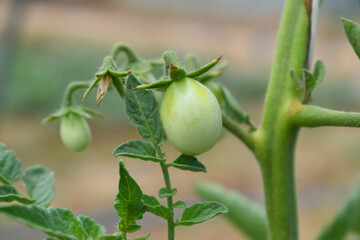 Green unripe cherry tomatoes on branch grow vegetables in a greenhouse, Organically grown green unripe cherry tomatoes, Small unripe green cherry tomato fruits in greenhouse Chakwal, Punjab, Pakistan