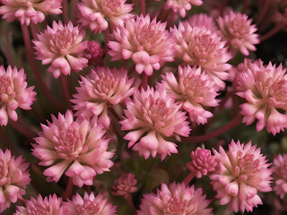 abstract glow Pink sedum or orpine flower background