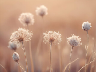 abstract glowing pastel spring flower. dry weeds, Dry fragile plants on field