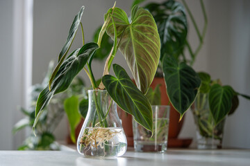 Propagating Philodendron melanochrysum plant from leaf cutting in water, closeup of sprouts in...