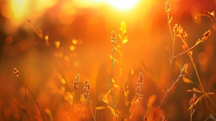 Fototapeta premium The hot summer breathes with me