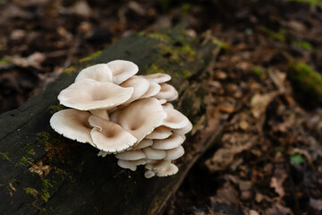 Natural harvest of Pleurotus ostreatus, the cultivated oyster mushroom, thriving on a decomposing woody trunk.