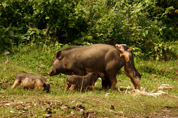a mother pig and her piglets in a grassy area, cute pig family with maternal care at countryside