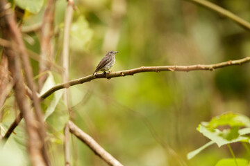 The grey-sided flowerpecker (Dicaeum celebicum) is a species of bird in the family Dicaeidae. It is endemic to Sulawesi island, Indonesia.