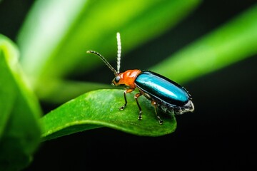 Shiny Flea Beetle on leaf and black background.