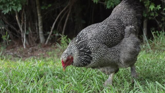Dark Brahma Chicken Walking from Shade to Sun Eating Bugs from the Grass Outside in the Evening