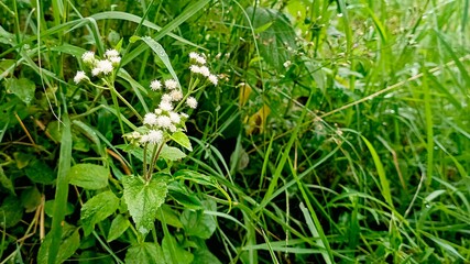 grass and flowers