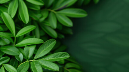 Fototapeta premium A lush, vibrant green foliage of tropical leaves with detailed, fresh textures on a blurred dark green background, creating a serene and natural atmosphere.