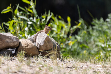 Chipmunk in Nature: A Charming Moment in the Wild