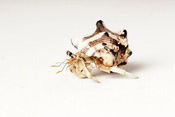 Close-up of a gray hermit crab with black eyes in a striped white and dark brown shell,...