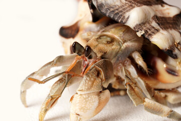 Close-up of a gray hermit crab with black eyes in a striped white and dark brown shell, photographed against a white background. Scientific name: Paguroidea.