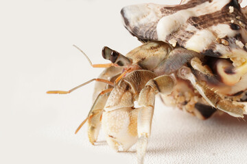 Close-up of a gray hermit crab with black eyes in a striped white and dark brown shell, photographed against a white background. Scientific name: Paguroidea.