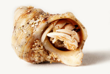 Close-up of a light yellowish-orange hermit crab with black eyes, in a brown shell with black patterns, photographed against a white background. Scientific name: Paguroidea.