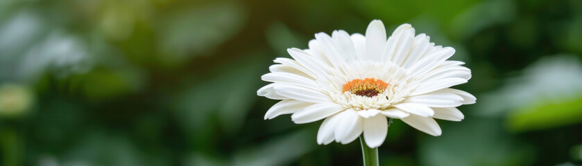 Obraz premium Close-up of a white daisy flower with orange center blooming against a blurred green background, symbolizing purity and nature.