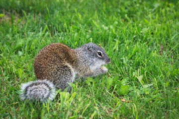 Summer closeup of a Franklin`s ground squirrel in the grass.