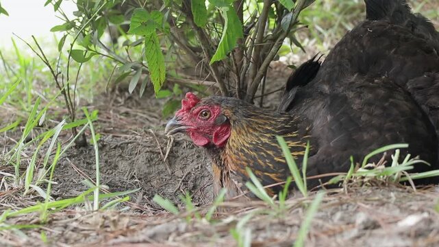 Slow Motion shot of an Olive Egger Chicken Resting in a Dust Bath in the Shade and Pecking the Dirt