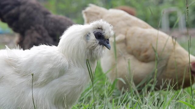 Slow Motion shot of a White Silkie Chicken Walking and plucking Grass Outside 