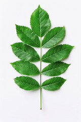 Fresh green leaf with detailed texture and symmetrical pattern, isolated on a clean white background. Perfect for botanical design elements.