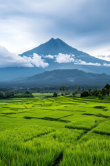 Lush green rice fields stretch towards the horizon with a towering volcano engulfed in clouds under a moody sky in the background.