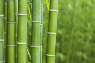 Close-up of vibrant green bamboo stalks in a lush outdoor setting, showcasing natural beauty and tranquility.