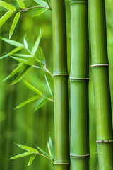 Close-up of vibrant green bamboo stalks and leaves creating a fresh and serene natural atmosphere in a tranquil forest setting.