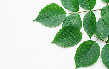 Fototapeta premium Green leaves on a white background, showing symmetry and natural beauty. Perfect for nature-themed designs and environmental projects.