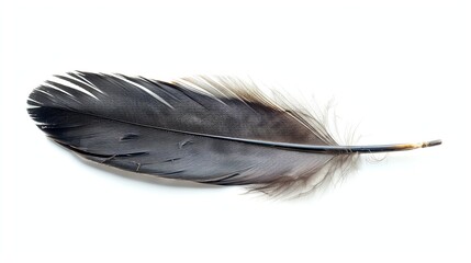 A black bird feather on a white surface.